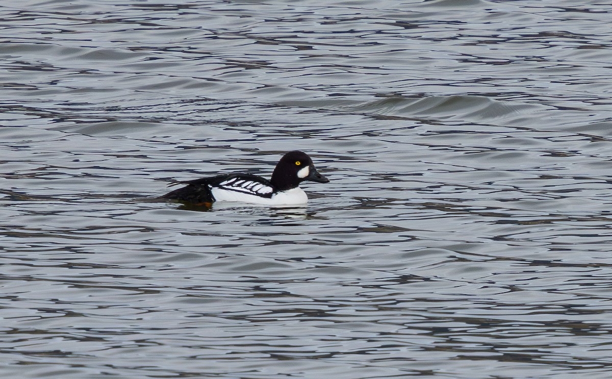 Common x Barrow's Goldeneye (hybrid) - ML633431262