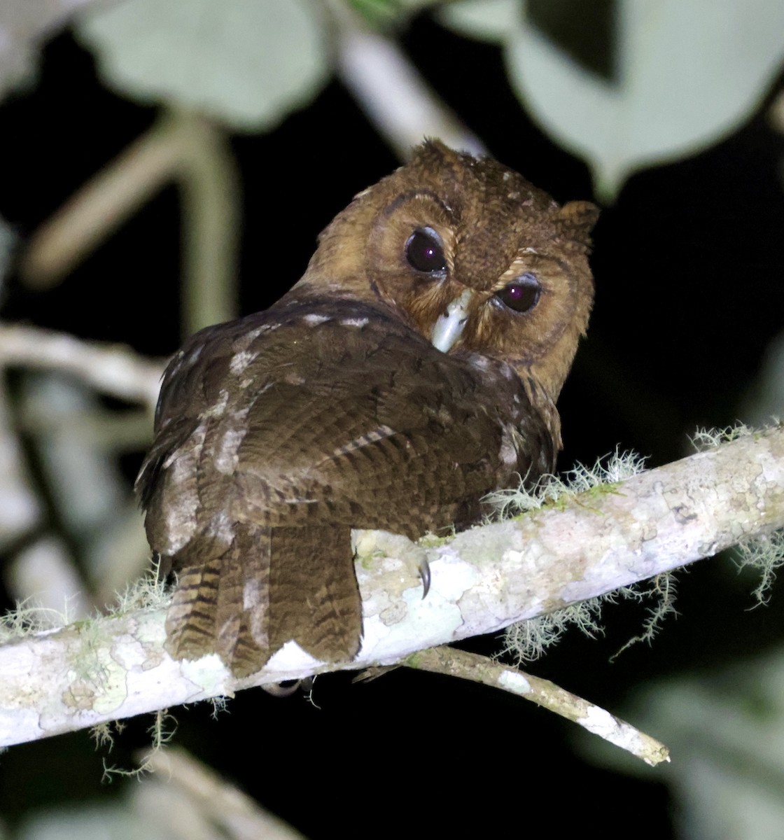 Jamaican Owl - Cheryl Rosenfeld