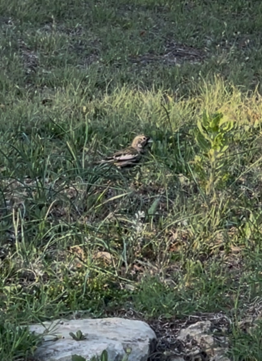 Lark Bunting - ML633431282