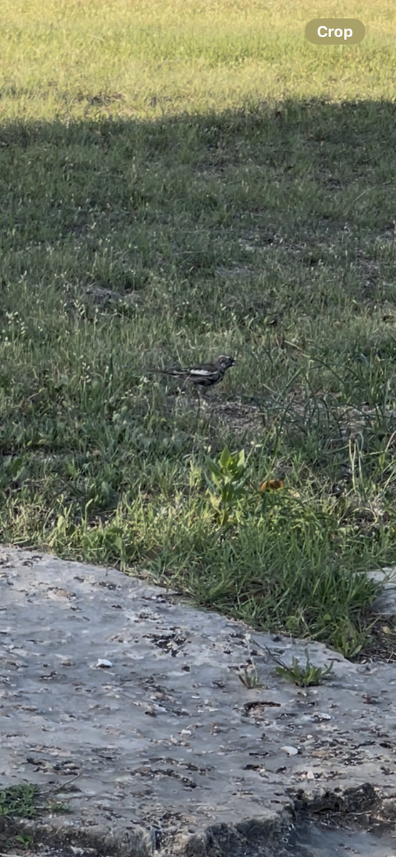 Lark Bunting - ML633431283