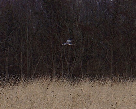 Northern Harrier - ML633431295