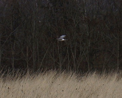 Northern Harrier - ML633431296