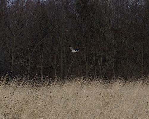Northern Harrier - ML633431297