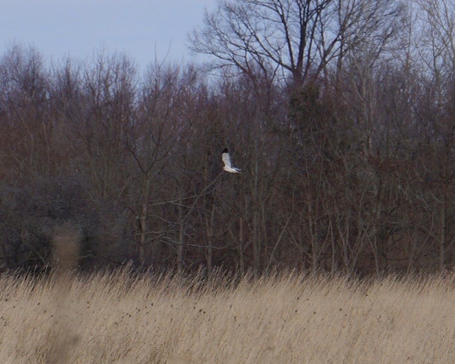 Northern Harrier - ML633431298