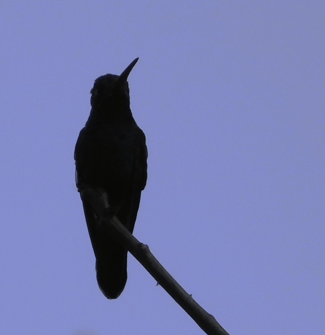 Mexiko-Veilchenohrkolibri - ML633431309