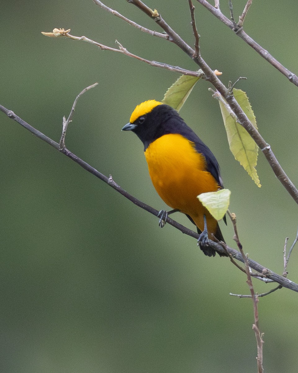 Orange-crowned Euphonia - ML633431423