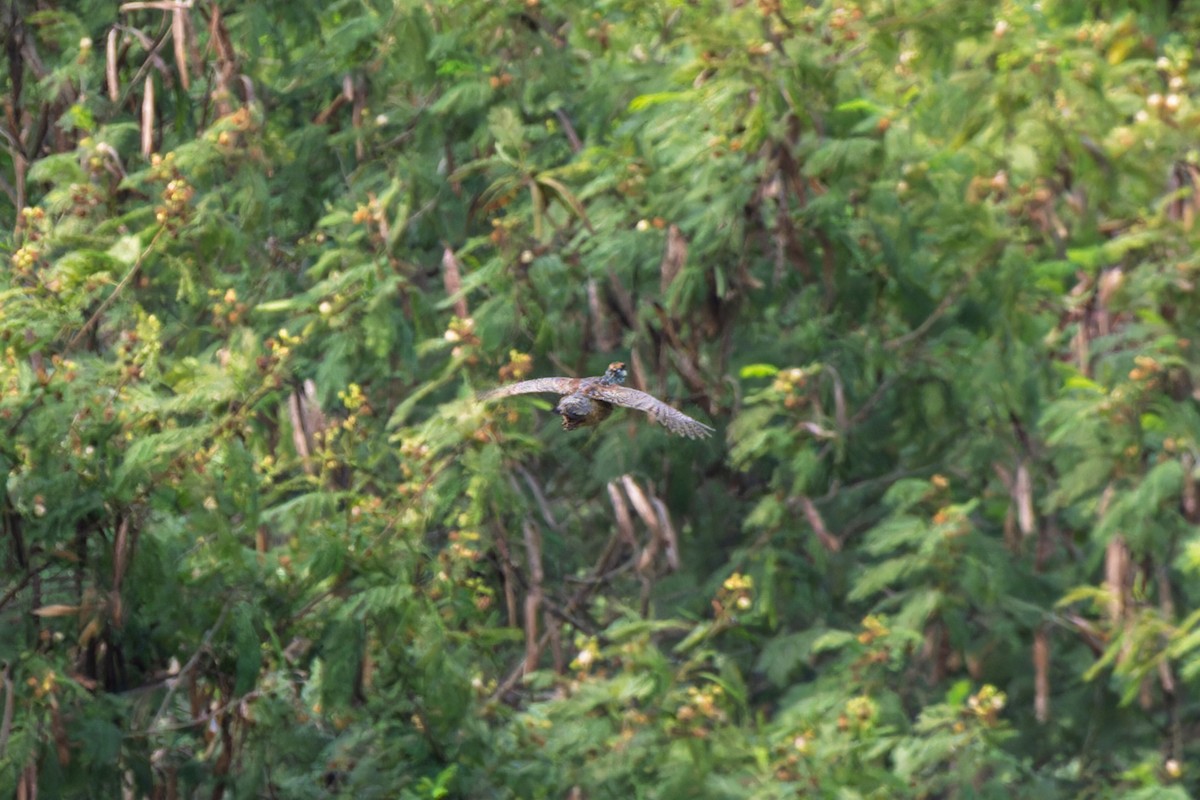 Chinese Francolin - ML633431514