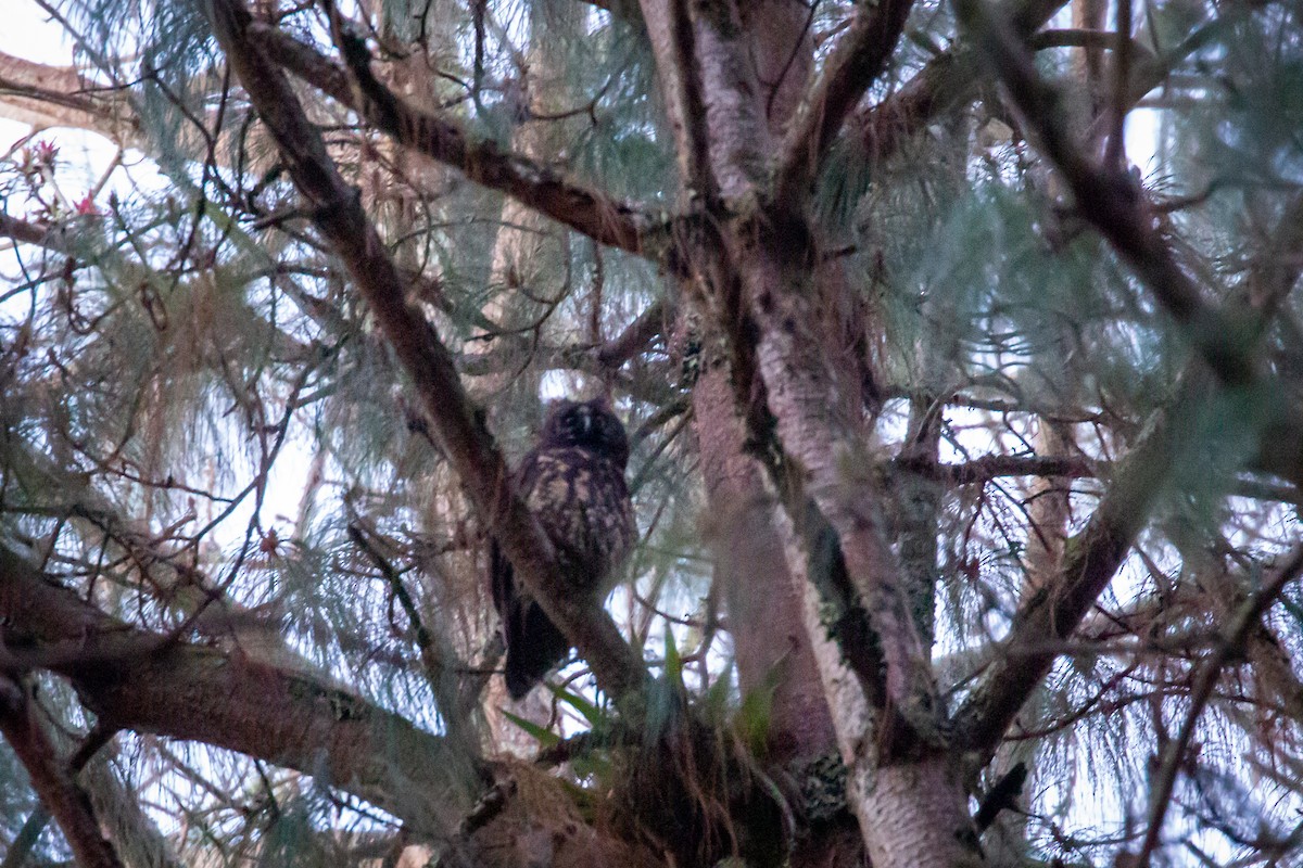 Stygian Owl - ML633431617
