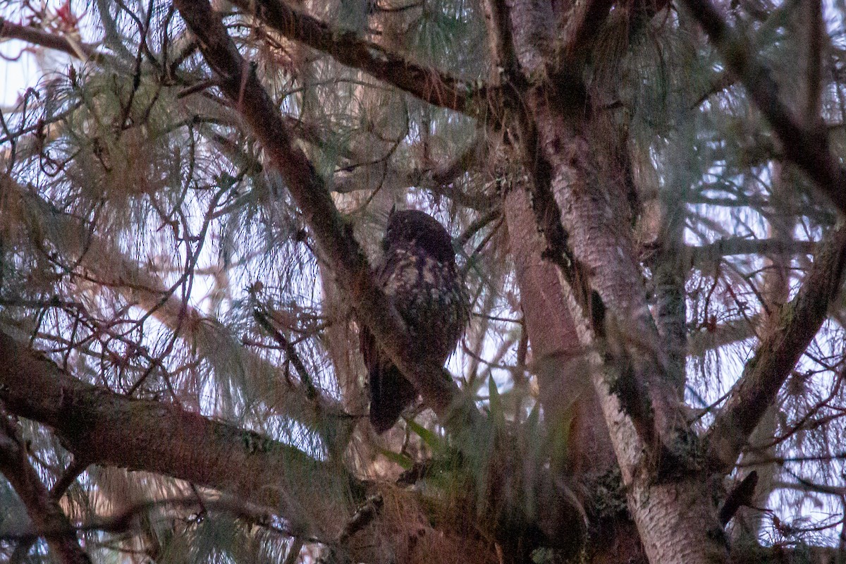 Stygian Owl - ML633431619