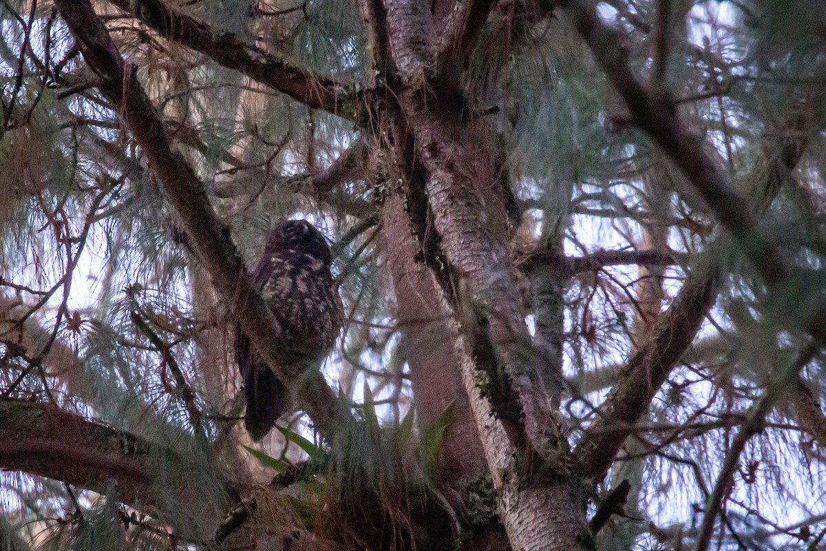 Stygian Owl - ML633431621