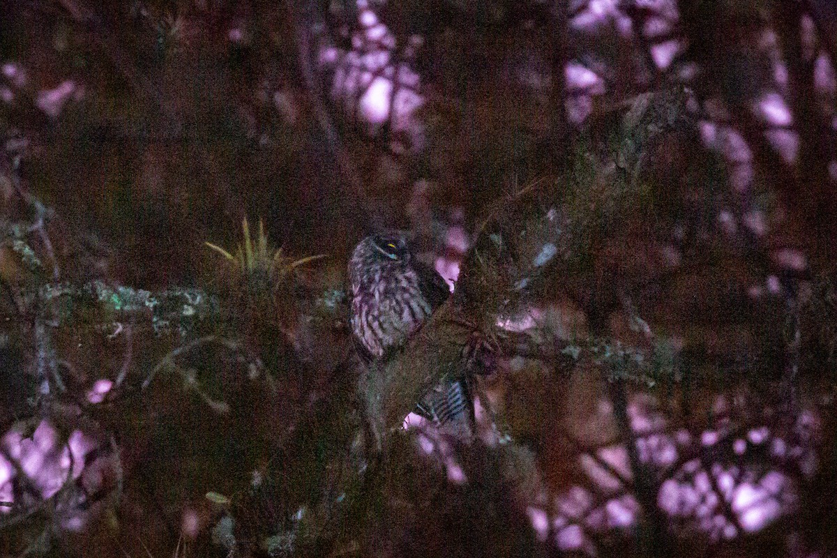 Stygian Owl - ML633431622