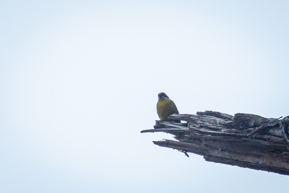 Moustached Brushfinch - ML633431649