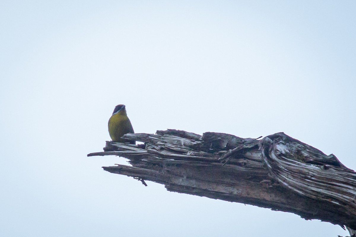 Moustached Brushfinch - ML633431650