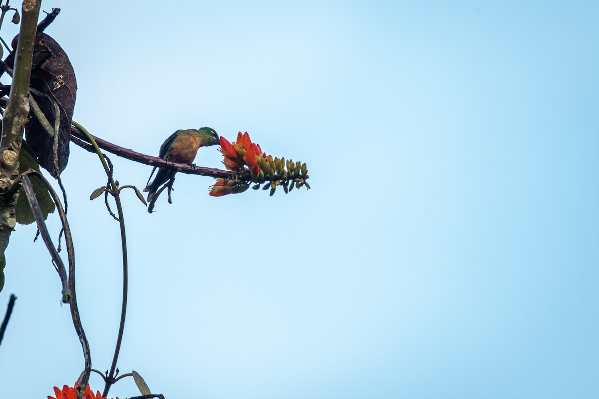 Long-tailed Sylph - ML633431669