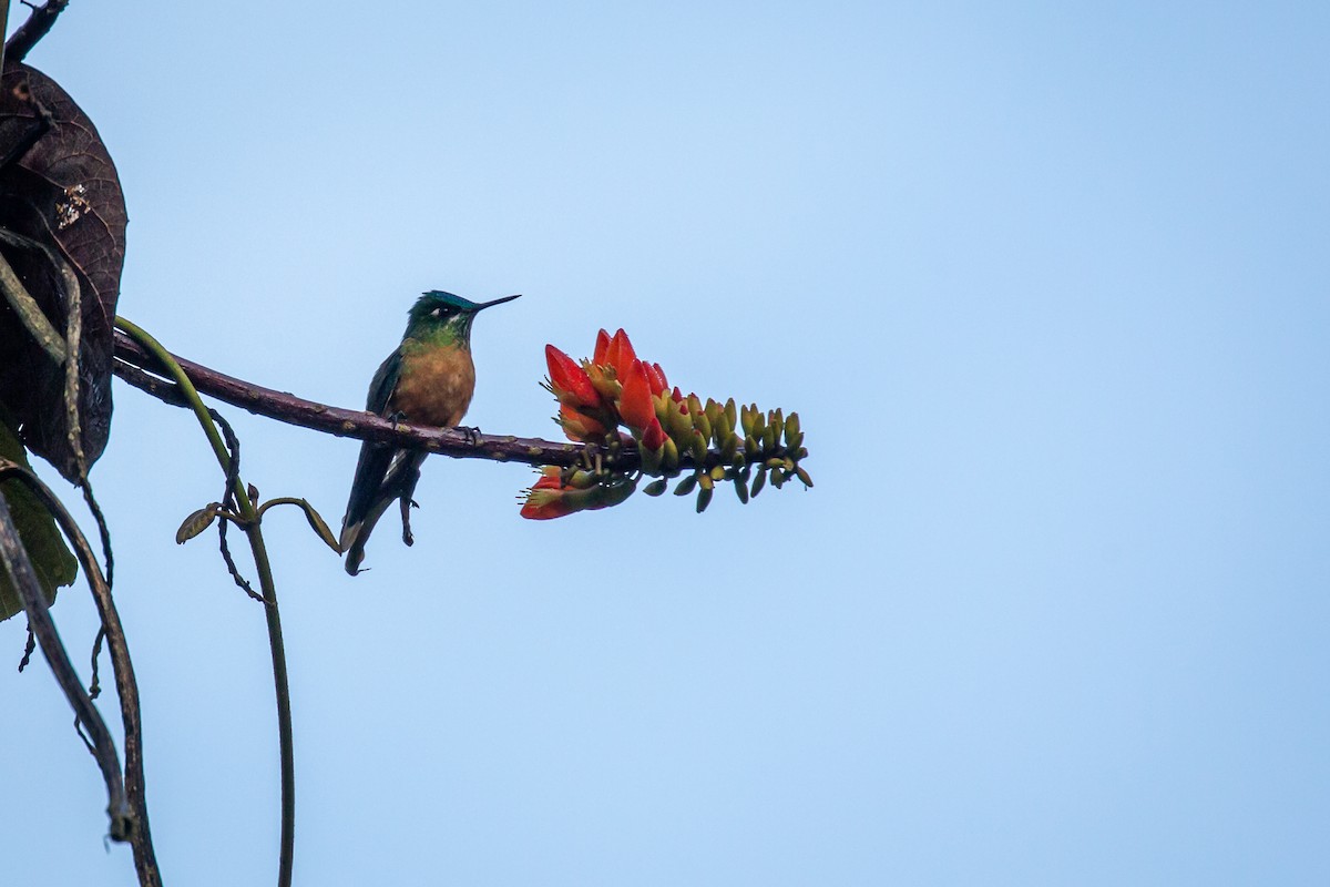Long-tailed Sylph - ML633431670