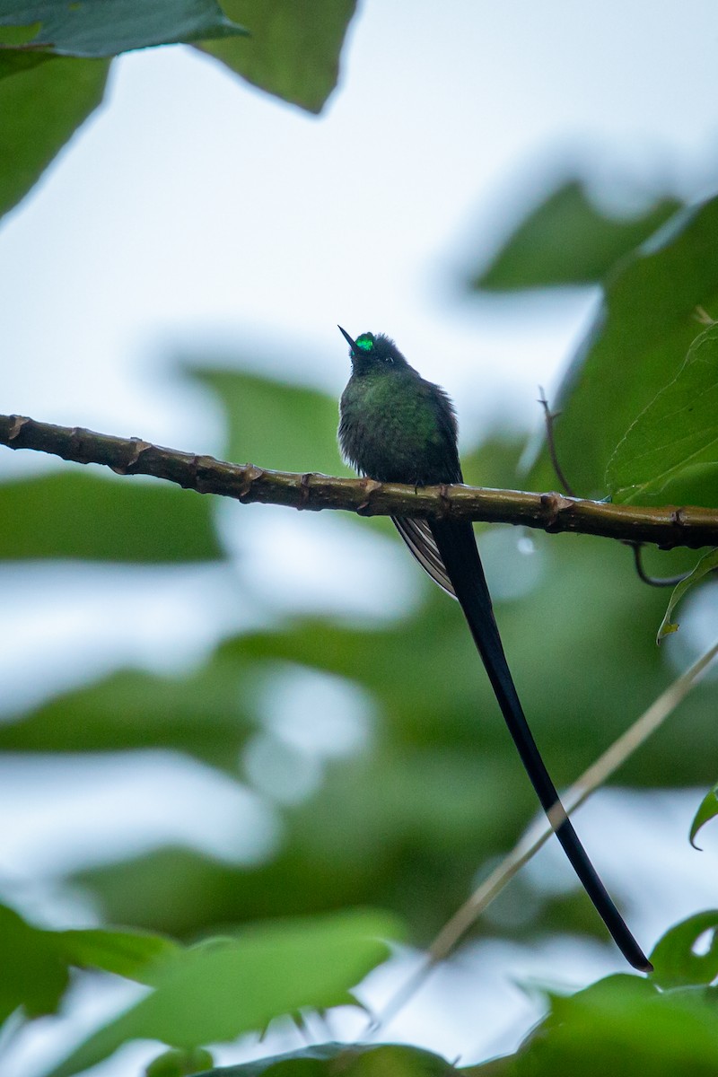 Long-tailed Sylph - ML633431671