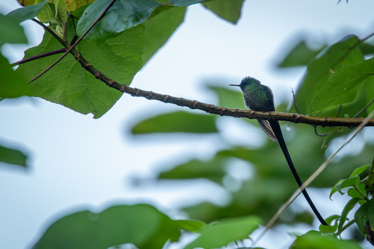 Long-tailed Sylph - ML633431672