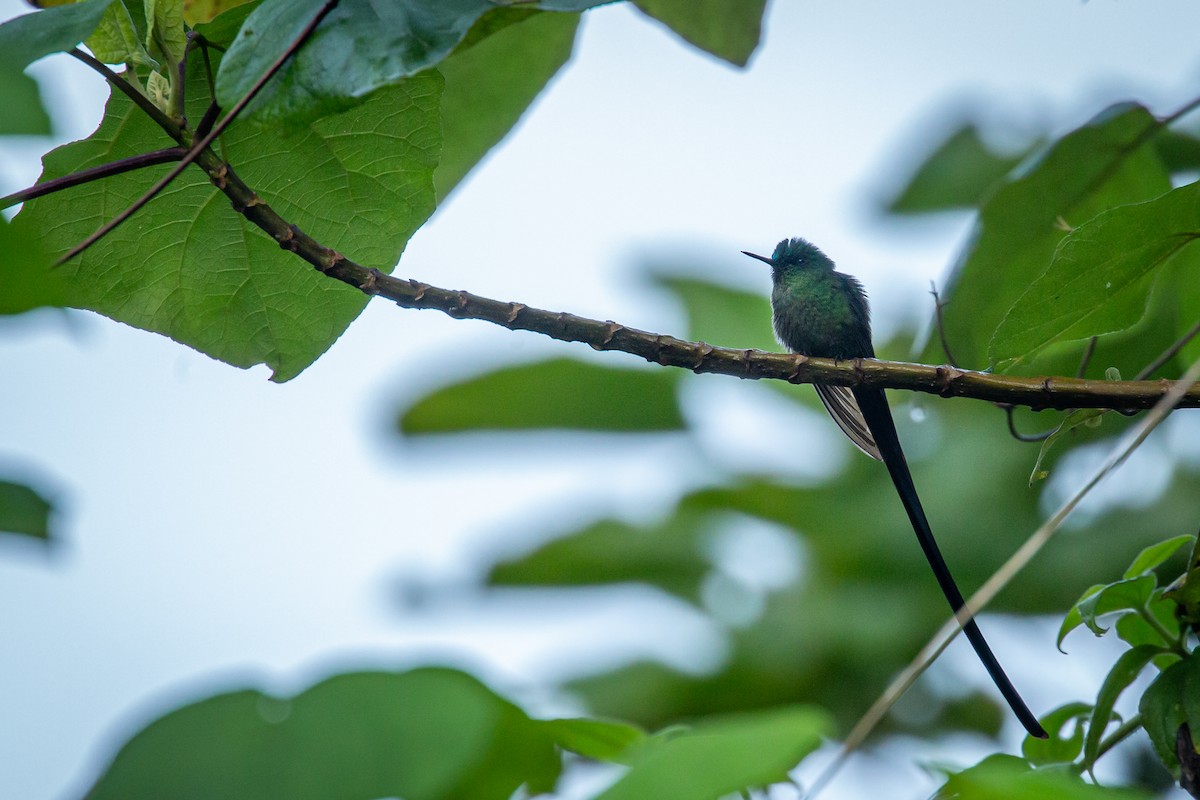Long-tailed Sylph - ML633431673
