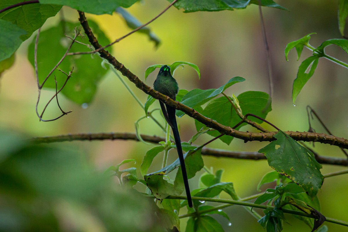 Long-tailed Sylph - ML633431674