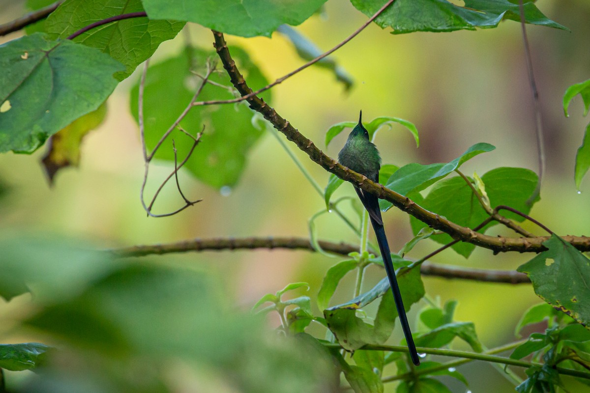 Long-tailed Sylph - ML633431675
