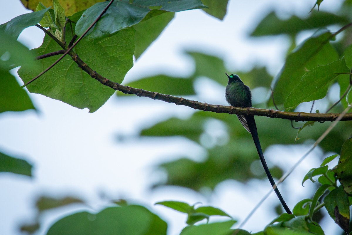 Long-tailed Sylph - ML633431676