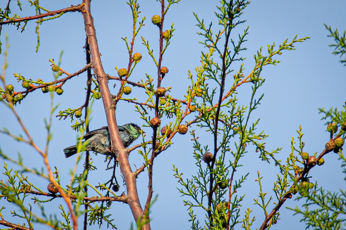 Black-capped Tanager - ML633431680