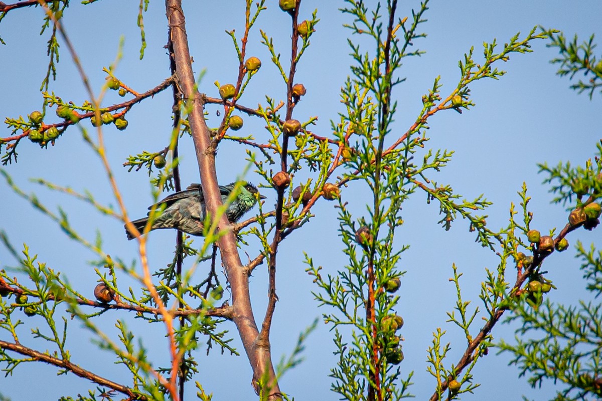 Black-capped Tanager - ML633431681