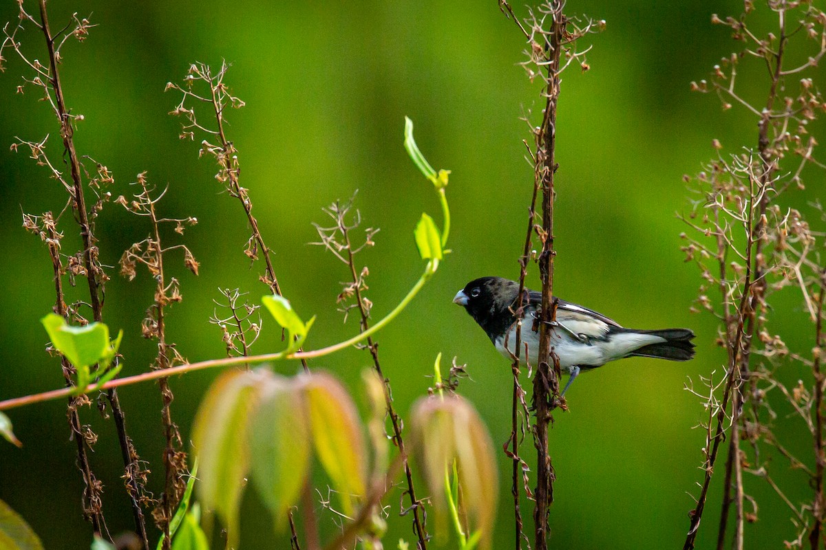 Black-and-white Seedeater - ML633431686