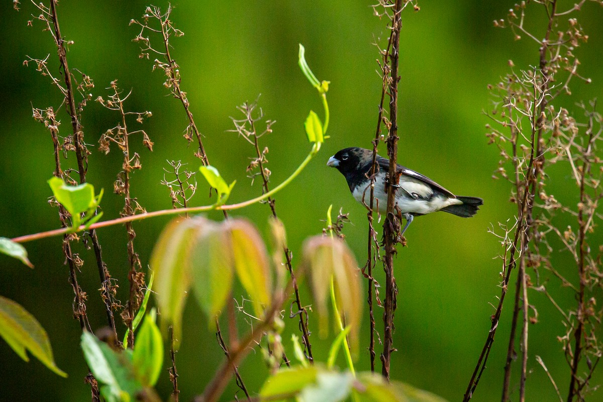 Black-and-white Seedeater - ML633431687