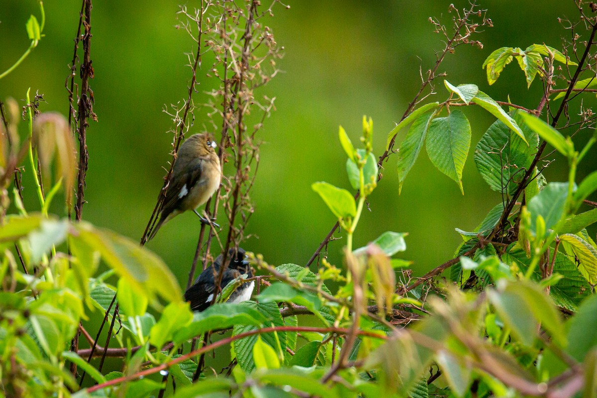 Black-and-white Seedeater - ML633431688