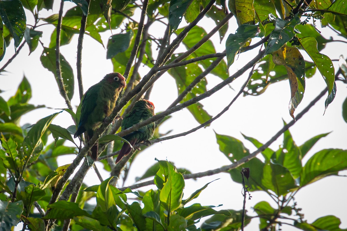 Rose-headed Parakeet - ML633431696