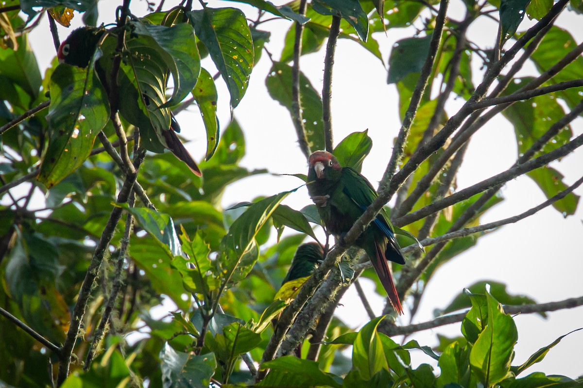 Rose-headed Parakeet - ML633431697