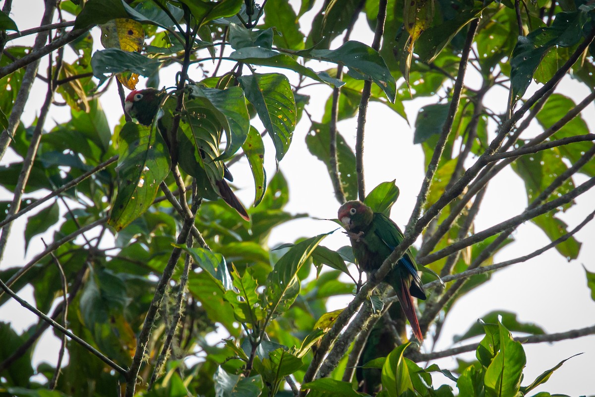 Rose-headed Parakeet - ML633431698