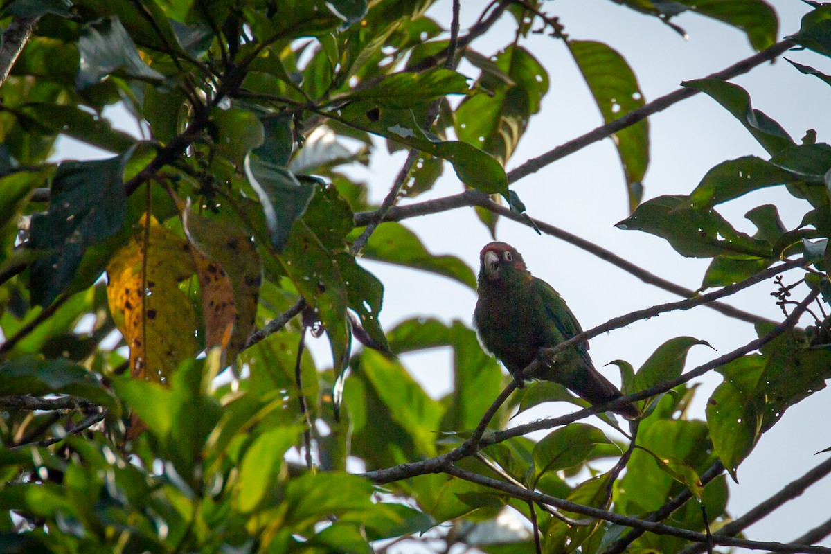 Rose-headed Parakeet - ML633431699