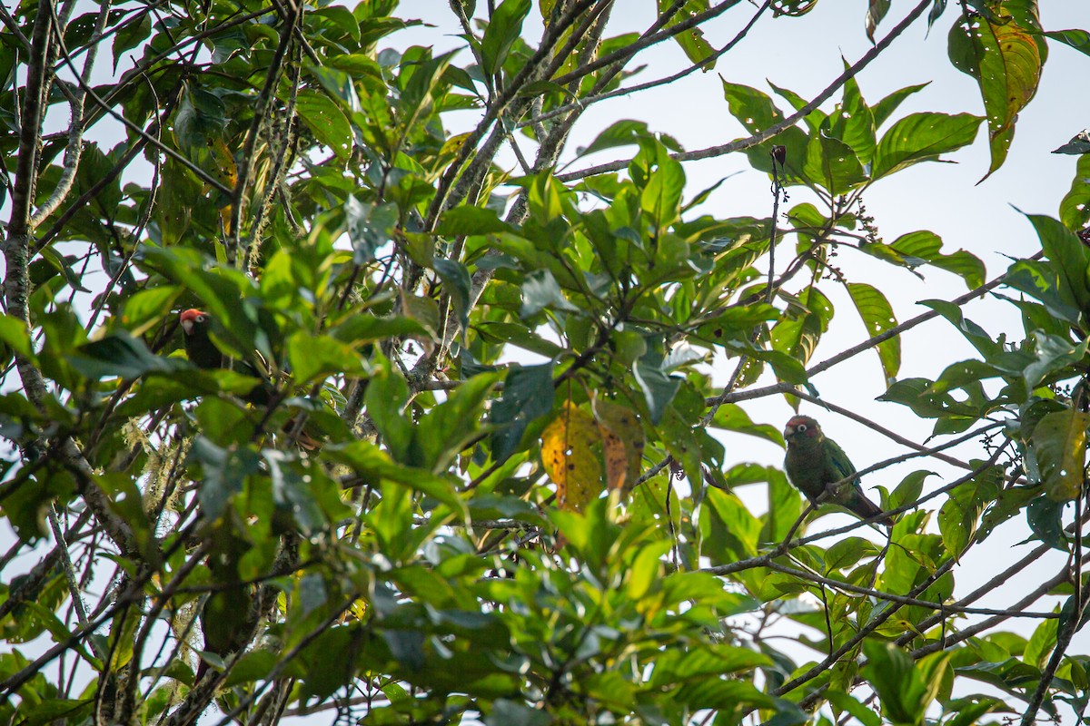 Rose-headed Parakeet - ML633431700