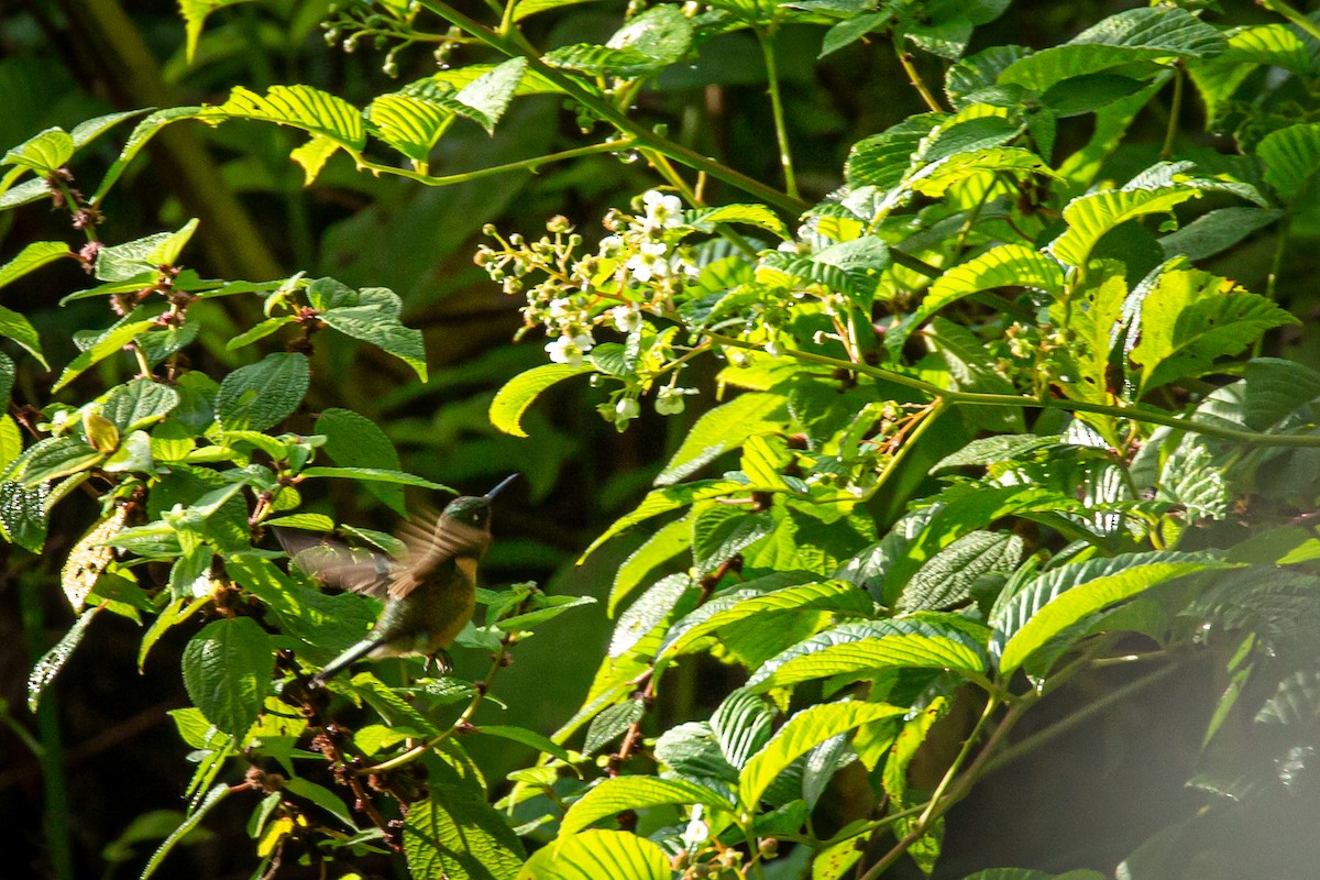 Orange-throated Sunangel - ML633431711