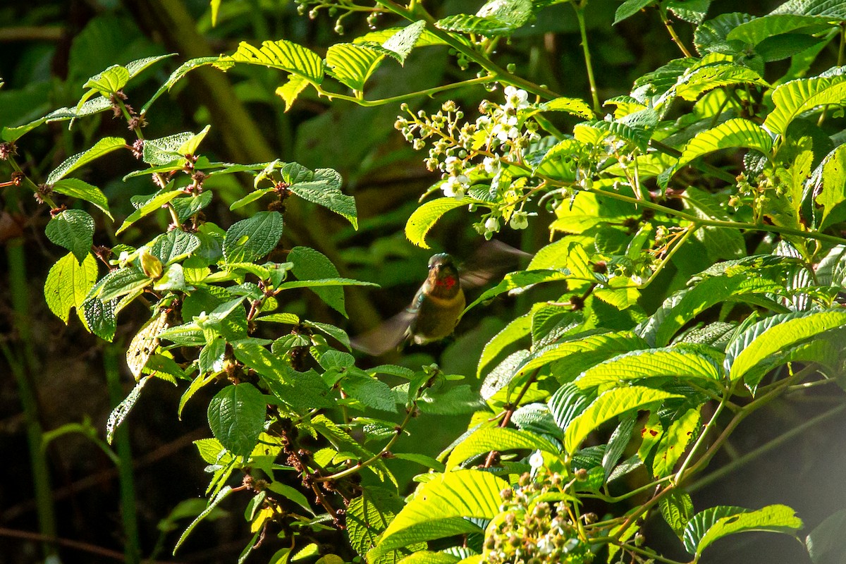 Orange-throated Sunangel - ML633431712