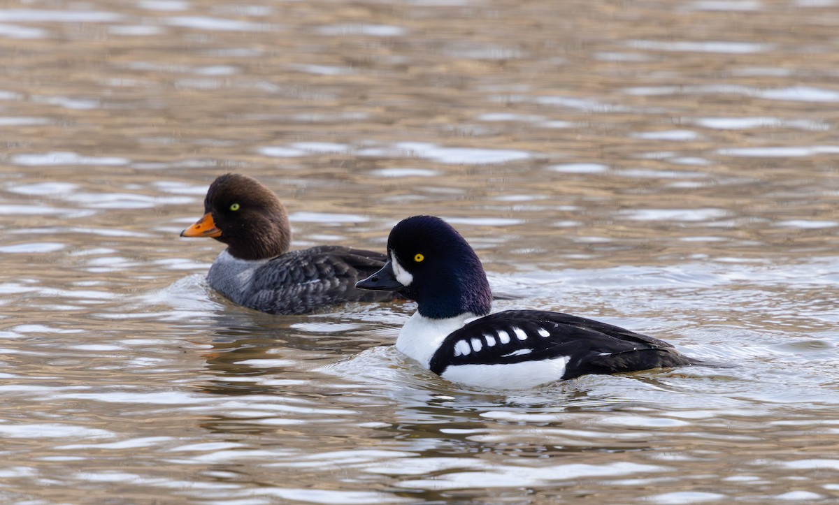 Barrow's Goldeneye - ML633431757