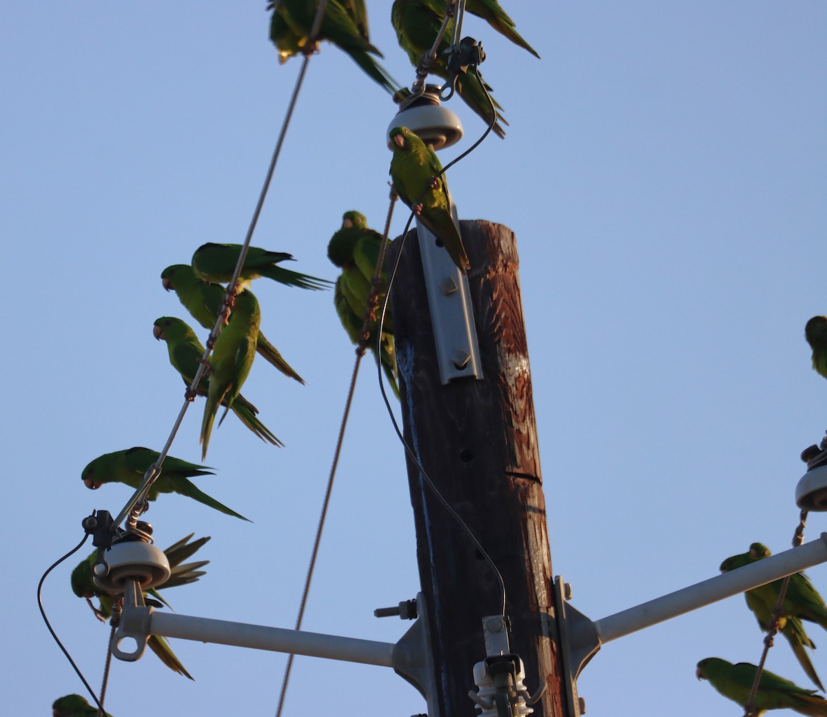 Green Parakeet - ML633431862