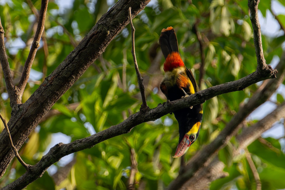 Tawny-tufted Toucanet - ML633431896