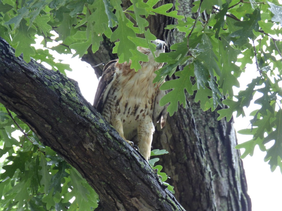 Red-tailed Hawk - ML63343191