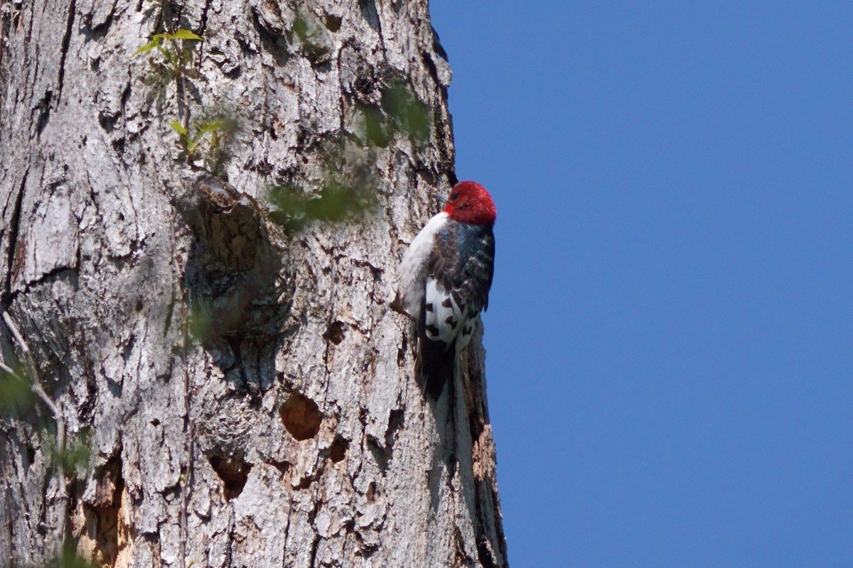 Red-headed Woodpecker - ML633431928