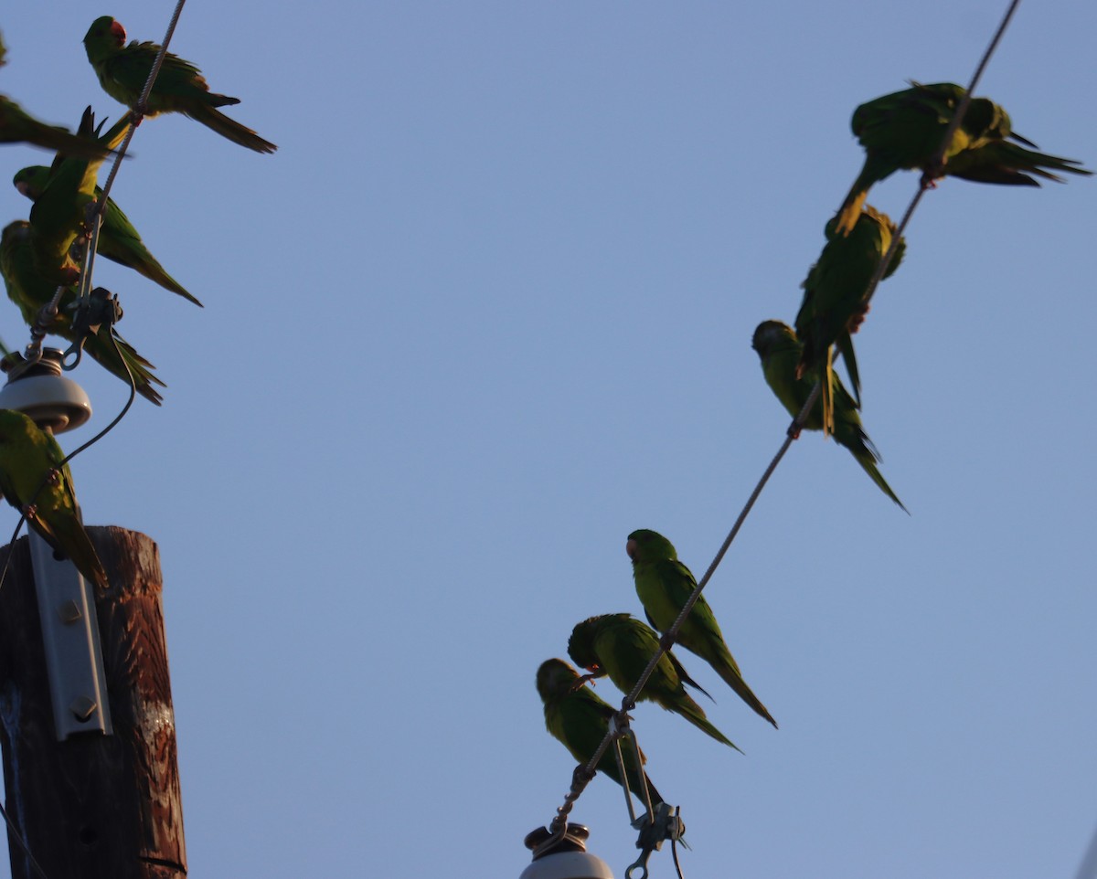 Green Parakeet - ML633431933