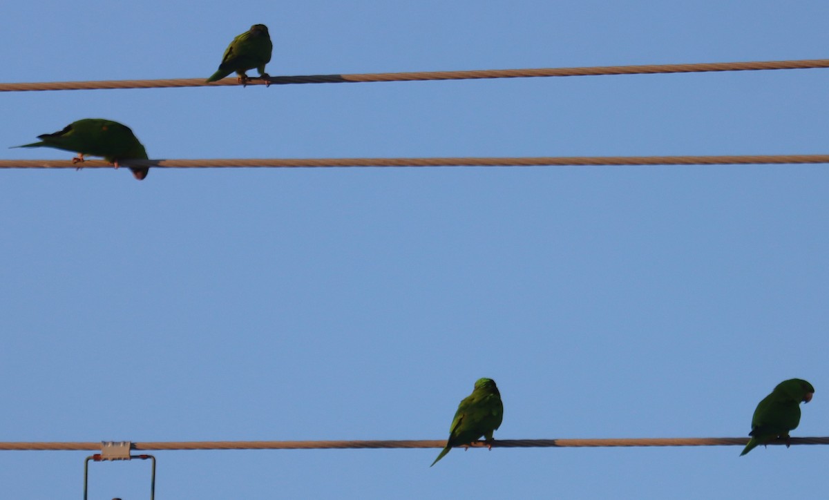 Green Parakeet - ML633431940