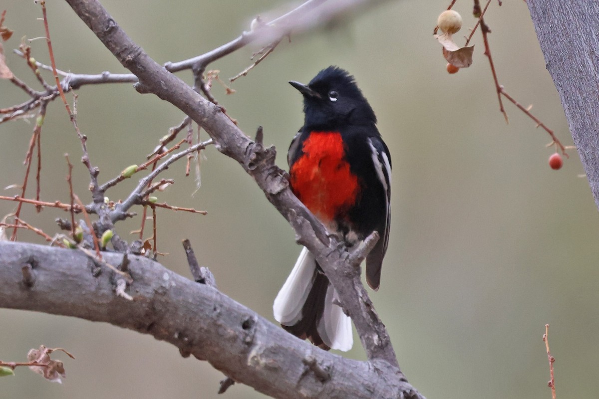 Painted Redstart - ML633431956