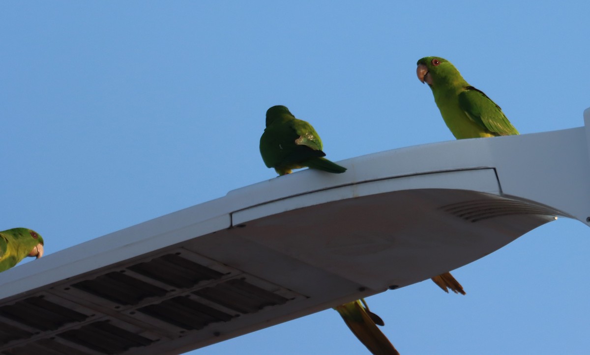 Green Parakeet - ML633431990