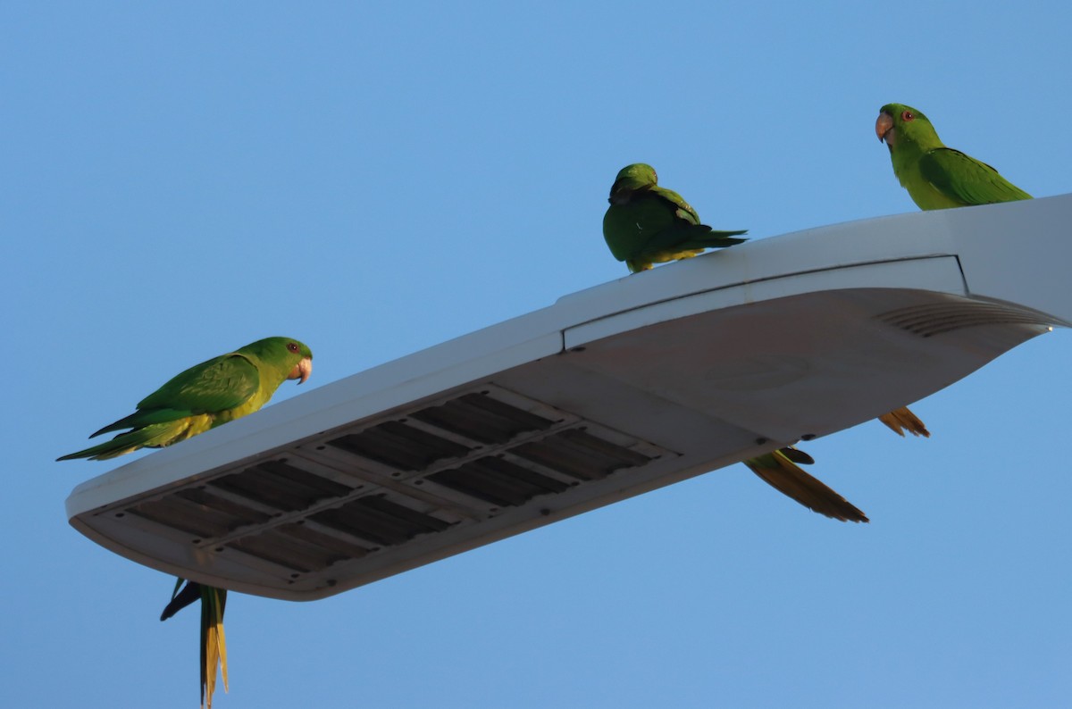 Green Parakeet - ML633431995