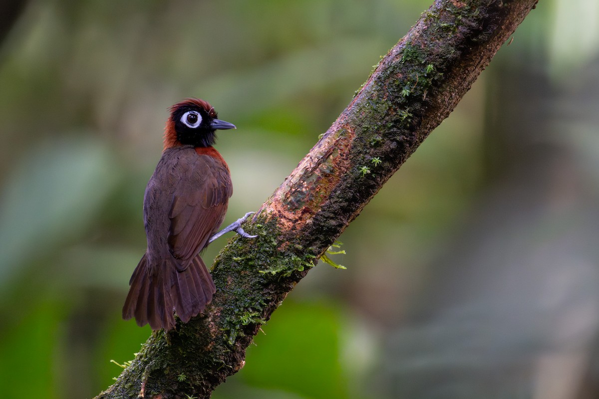 Chestnut-crested Antbird - ML633432019