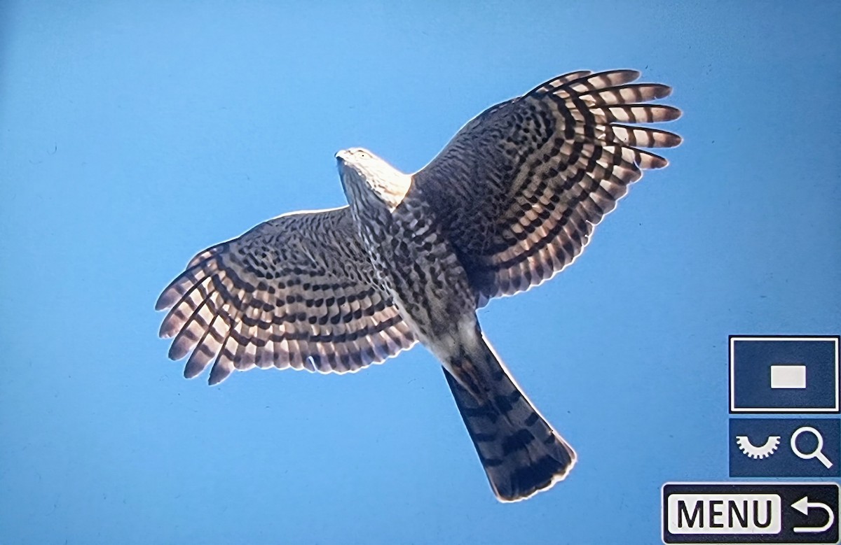 Cooper's Hawk - ML633432034