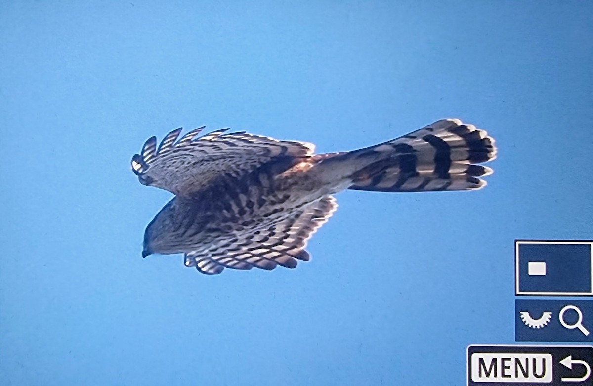 Cooper's Hawk - ML633432035